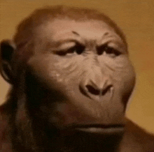 Monkdyfacemodo Monkeyface GIF - Monkdyfacemodo Monkeyface Straight Face Monkey GIFs