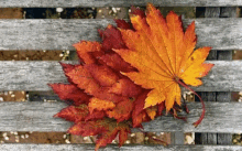 Autumn Fall Seasons GIF - Autumn Fall Seasons GIFs