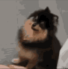 Yeontan Doggo GIF - Yeontan Doggo Dog GIFs