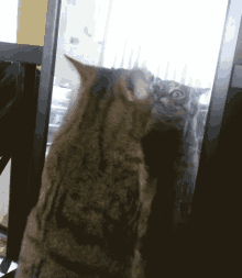 Inner Turmoil GIF - Cat Mirror Reflection GIFs