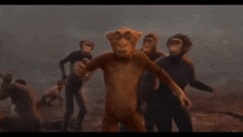 Kaperoo Evolution Man GIF - Kaperoo Evolution Man Animal Kingdom Lets Go Apes GIFs