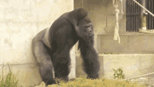 Gorilla Strong GIF - Gorilla Strong Angry GIFs