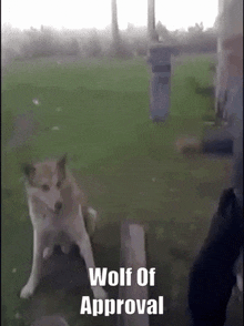 Wolf Of GIF - Wolf Of Approval GIFs