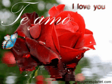 Flores Para Uma Flor GIF - Rosasromanticas Flores Rosas - Discover & Share  GIFs