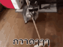 แร็กคูน  กวาดพื้น ฮา GIF - Raccoon Sweep GIFs