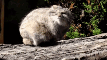 Manul Pallas Cat GIF - Manul Pallas Cat Pallas GIFs