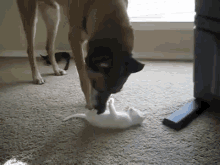 What Is This Tiny Thing? GIF - Dog Cat Kitten GIFs