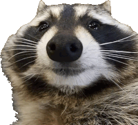 a close up of a raccoon 's nose with a white background