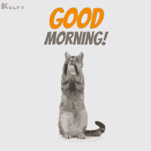 Good Morning From Cat Good Morning Wishes GIF - Good Morning From Cat Good Morning Wishes Good Morning Greetings GIFs