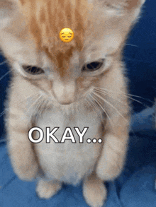 a cat with a sad face on its head and the word okay below it