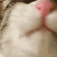 Kisses Cat GIF - Kisses Cat Heart GIFs