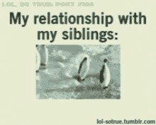Relationship With Siblings Penguins GIF - Relationship With Siblings Penguins Sibling Fight GIFs