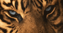 Tiger Tigerface GIF