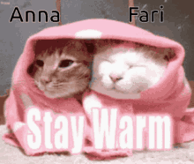 Anna Cats GIF - Anna Cats Cute GIFs