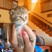 Kitten Meow GIF