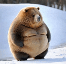 Fat Bear GIF - Fat Bear GIFs