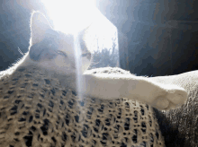 Sunshine Cat GIF - Sunshine Cat Nap GIFs