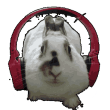 rabbit dance this rabbit doesnt need autotune autotuneless rabbit bunny