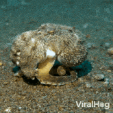 Crawling Little Octopus Viralhog GIF