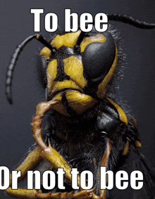 Bee GIF