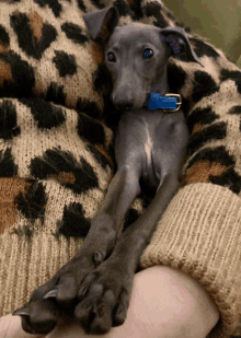 Legday Legs GIF - Legday Legs Greyhound GIFs