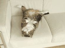 Cat Sit Ups GIF - Cat Sit Ups Work Out GIFs