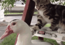 cat duck cat vs duck cat duck kitten