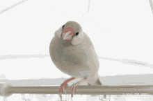 Java Sparrow Birds GIF - Java Sparrow Birds Bird GIFs