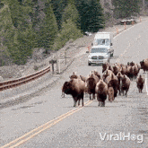 Running Bisons Viralhog GIF - Running Bisons Bison Viralhog GIFs