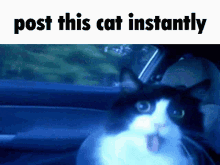 Post This Cat Instantly GIF - Post This Cat Instantly GIFs