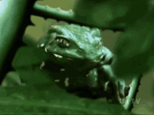 Im A Celebrity Get Me Out Of Here Frog GIF - Im A Celebrity Get Me Out Of Here Frog A Frog GIFs