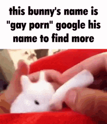 a person is holding a small white bunny with the caption " this bunny 's name is " gay porn "