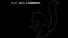 a black and white drawing of a squirrel with the words " squirrelis chimnius " above it