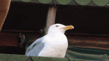 a white seagull with a yellow beak is sitting on a green roof
