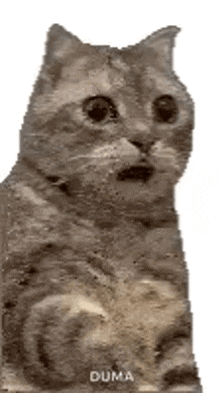 a cat with a surprised look on its face is sitting down .