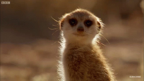 Animal Meerkat GIF - Animal Meerkat Look At Us - Discover & Share GIFs
