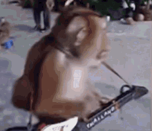 Monkey Music GIF - Monkey Music Guitar GIFs