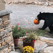 Stealing Pumpkin Viralhog GIF - Stealing Pumpkin Viralhog Bear GIFs