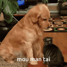 a dog and a cat are looking at each other with the words mou man tai above them