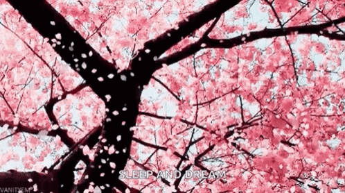 Nats Cherry GIF - Nats Cherry Blossom - Discover & Share GIFs