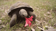 Baby Turtle Munching National Geographic GIF - Baby Turtle Munching National Geographic The Largest Turtle Species GIFs