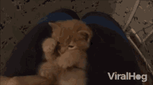 a kitten is laying on a person 's stomach and looking at the camera .