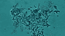 Microbes GIF - Nasa Nasa Gifs Microbes GIFs