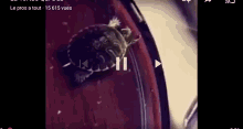 a close up of a moth on a red surface with a pause button in the corner .
