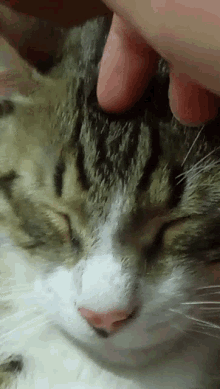 Kittypet Cat GIF - Kittypet Cat Fluffy GIFs