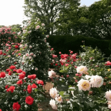 floral roses garden