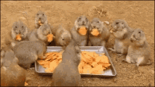 Snack Chips GIF - Snack Chips Prairie Dogs GIFs