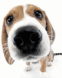 a close up of a beagle dog 's nose looking at the camera .