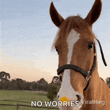 a horse with a yellow object in its nose says no worries viralhog