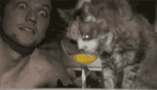 Omg Why Do I Find This So Funny GIF - Jackass Bam Margera Kitten GIFs